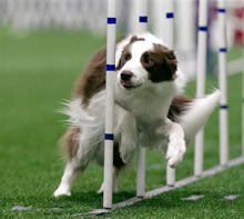 Agility Classes - Twin Cities Obedience Training Club