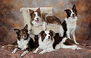 Total Recall School for Dogs