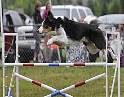 Total Recall School for Dogs