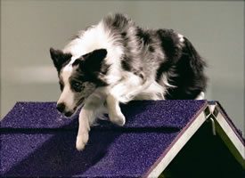 Total Recall School for Dogs