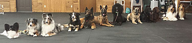 Total Recall School for Dogs
